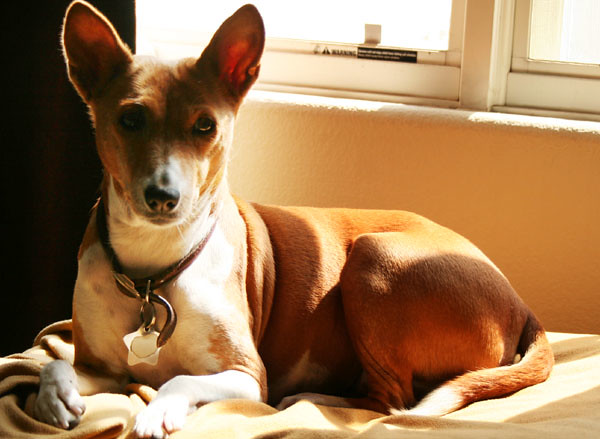 Ce Que Mon Basenji M’a Appris Sur L’Amour&nbsp;Inconditionnel