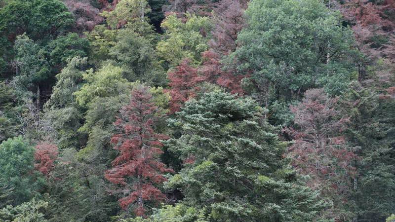 Corse, France : Changer De Cap Pour Sauver Nos&nbsp;Forêts