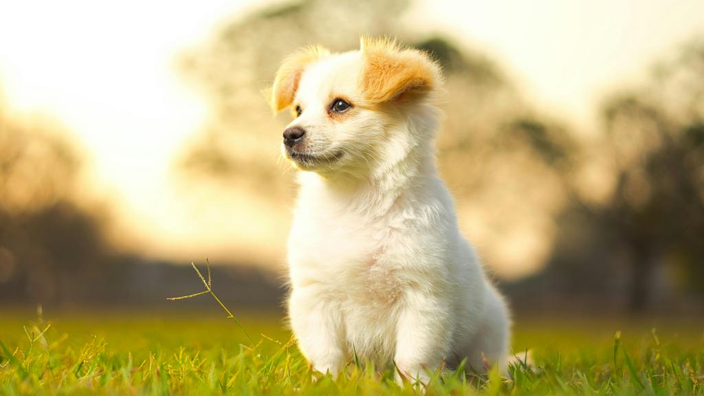 Animaux De Compagnie Et Santé Mentale : Bienfaits Et&nbsp;Limites