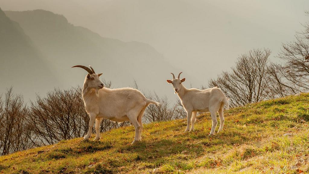 En Corse, le débat sur l’élevage révèle bien plus qu’un conflit&nbsp;environnemental
